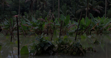 small-tile-climate-concerns-cloud-crops